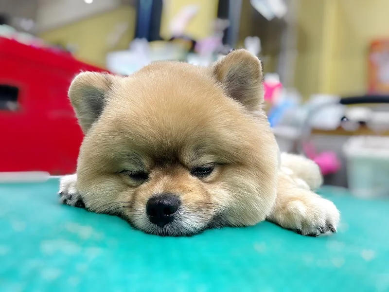 漂亮寶貝寵物坊