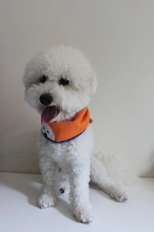 毛小孩寵物工坊