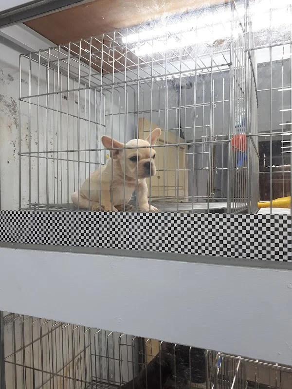 法鬥家族寵物有限公司