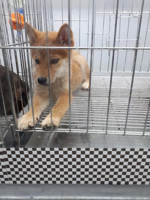 法鬥家族寵物有限公司