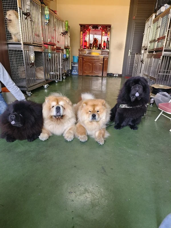 家興鬆獅犬舍