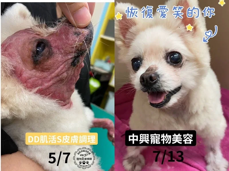 群麗國際名犬