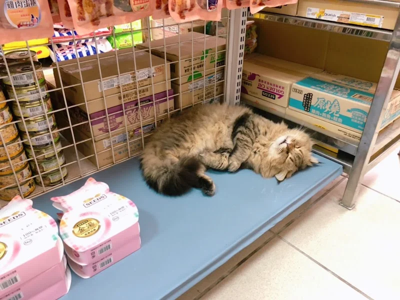 努比寵物造型屋