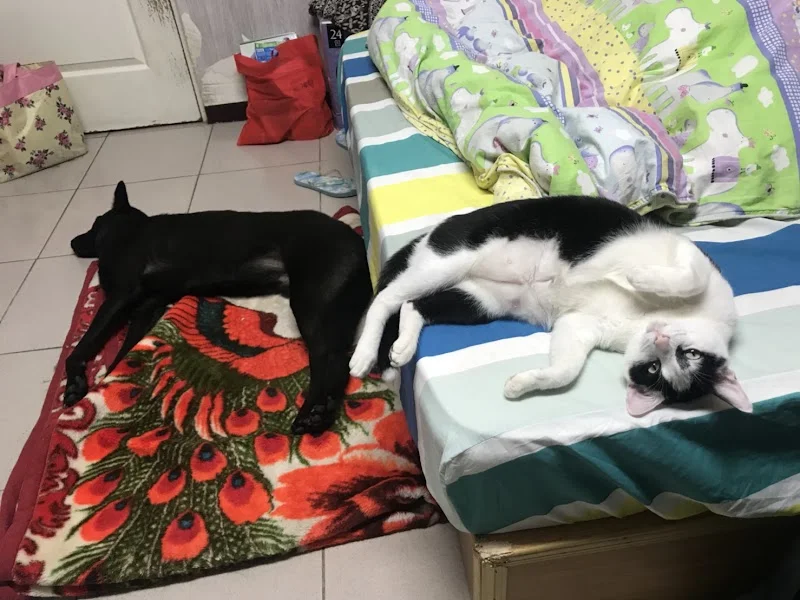 北嘉義寵物水族百貨用品店