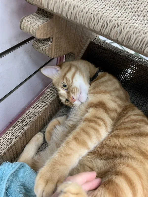 汪星人寵物精品