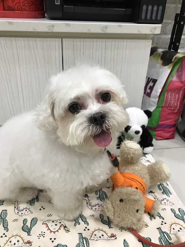 歐嗨喲寵物澡堂