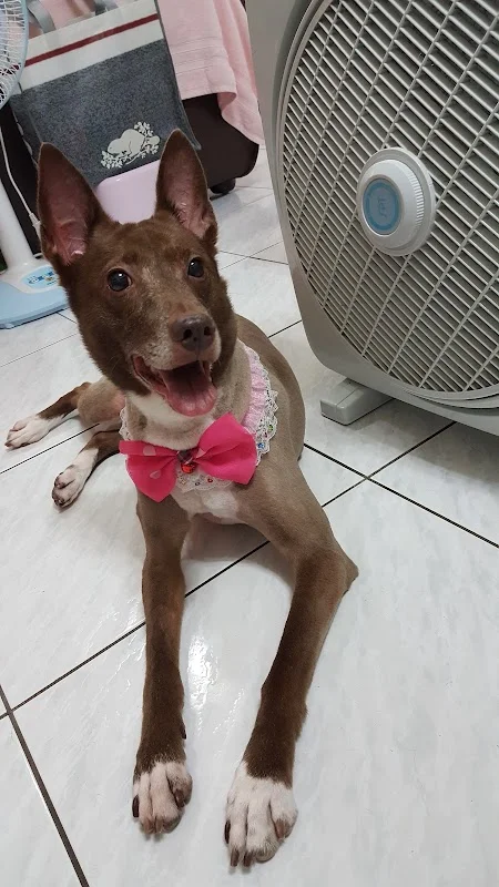 歐嗨喲寵物澡堂