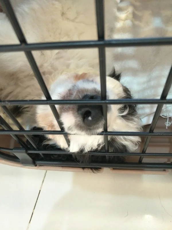 泰迪寵物造型學苑