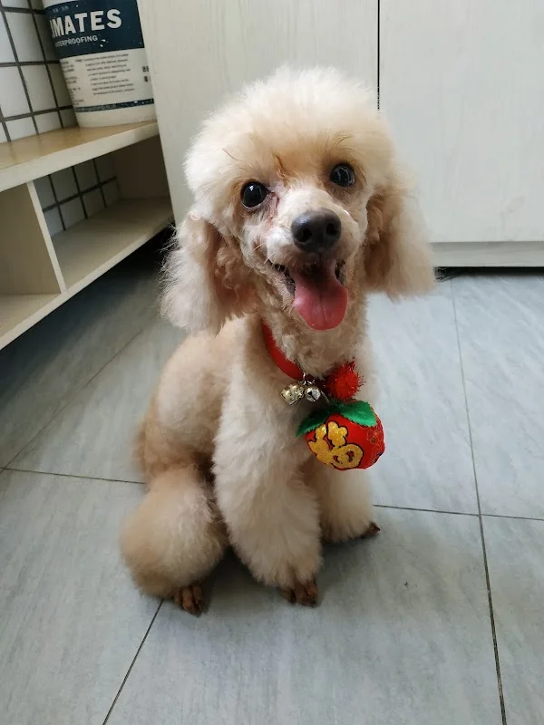 泰迪寵物造型學苑