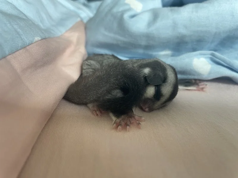 泰迪寵物造型學苑