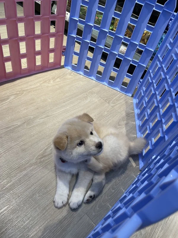 多良日本柴犬專賣店