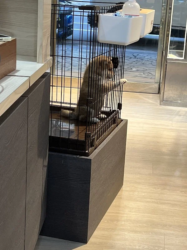 多良日本柴犬專賣店