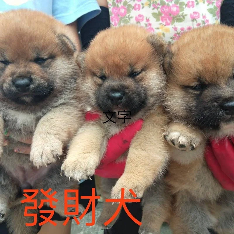 越宏莊柴犬專門犬舍