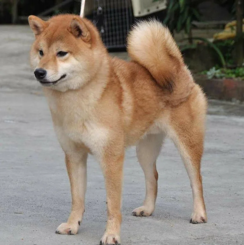 越宏莊柴犬專門犬舍