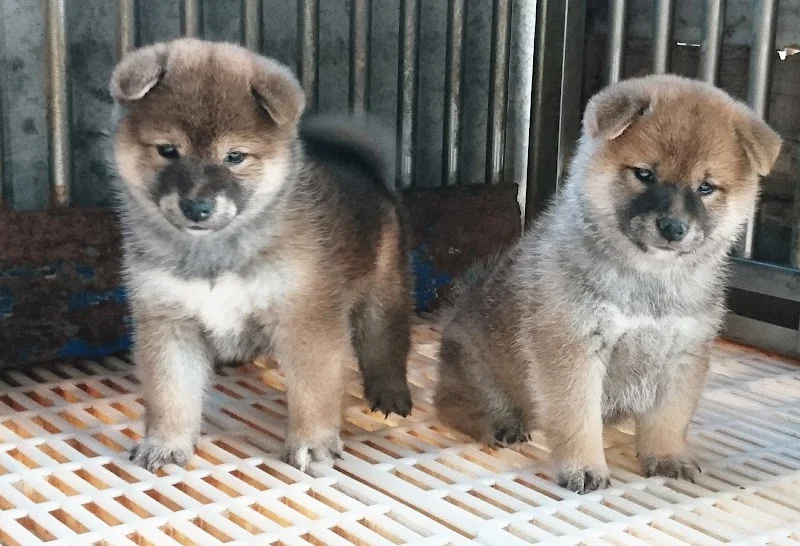 越宏莊柴犬專門犬舍