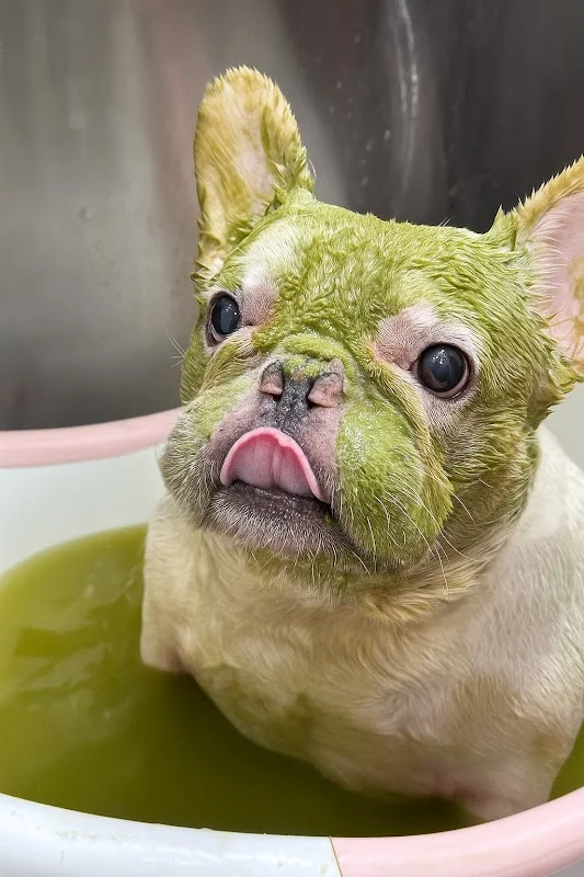 狗師傅寵物美學館