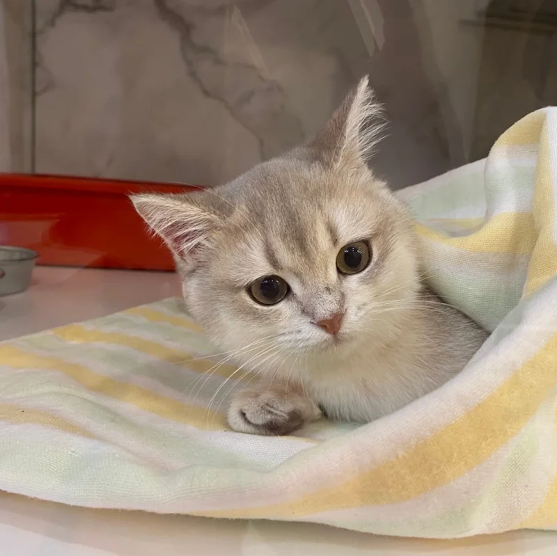 狗師傅寵物美學館