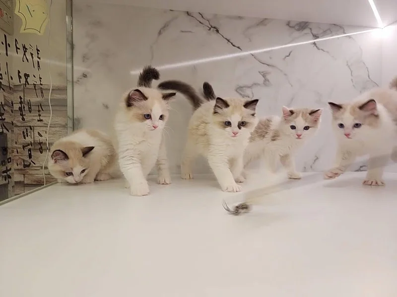 狗師傅寵物美學館