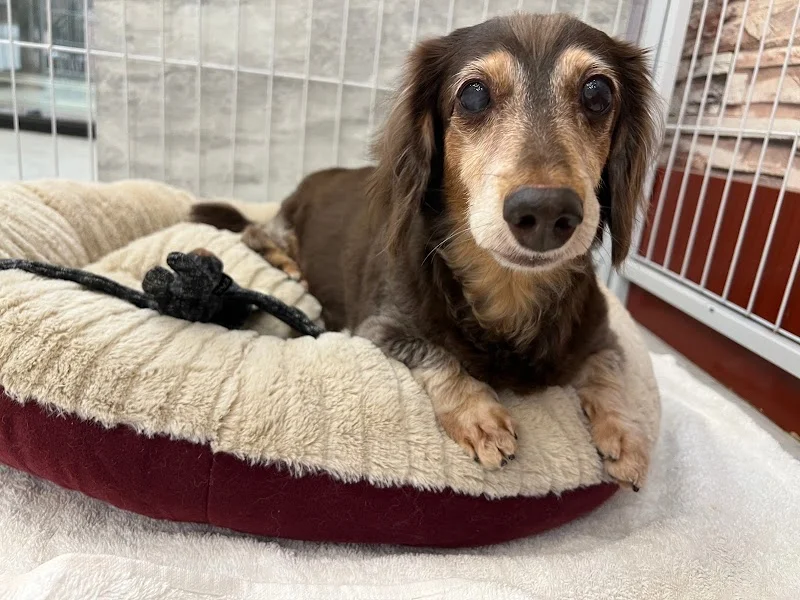 狗師傅寵物美學館