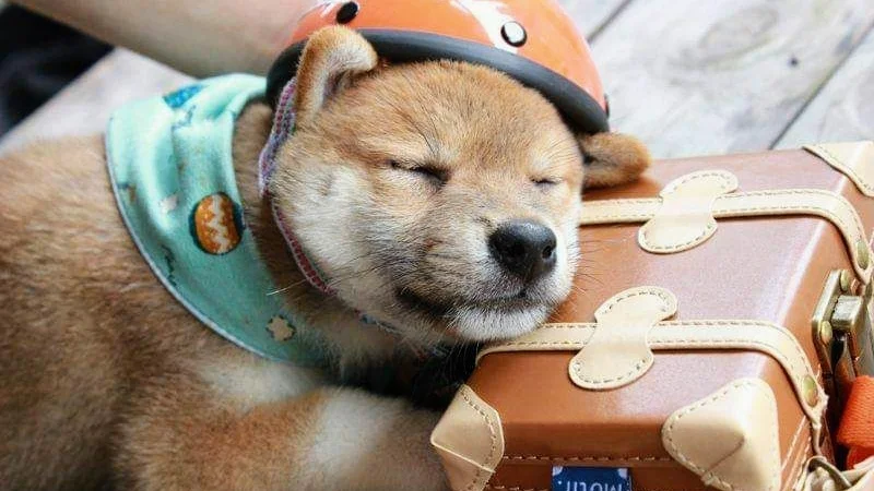 子玄莊柴犬秋田犬舍