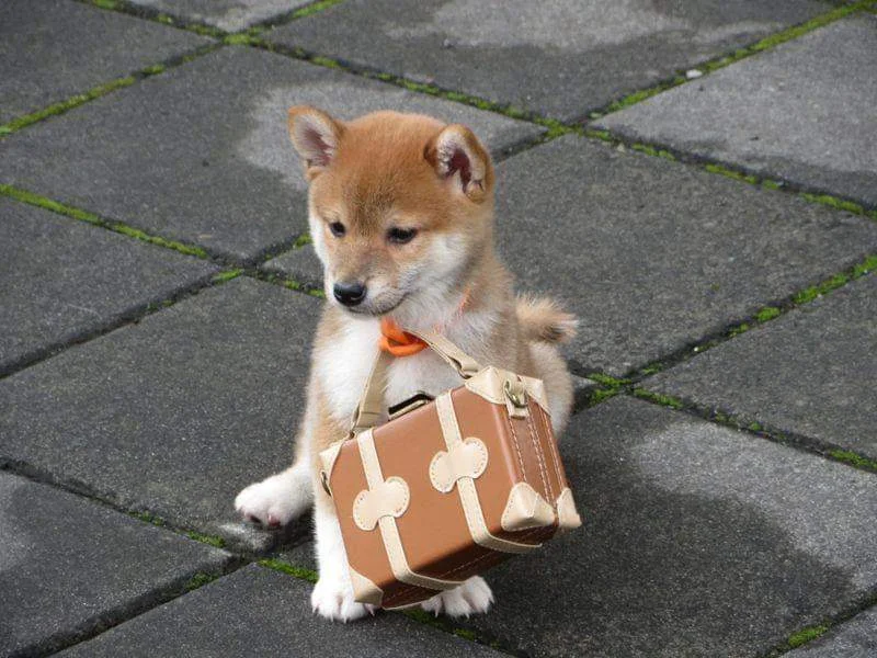 子玄莊柴犬秋田犬舍