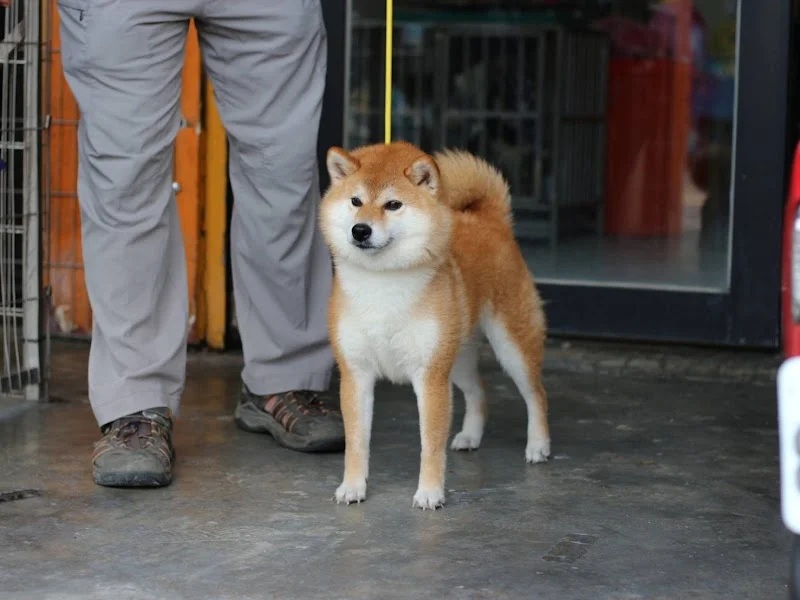 子玄莊柴犬秋田犬舍