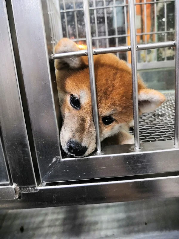 子玄莊柴犬秋田犬舍