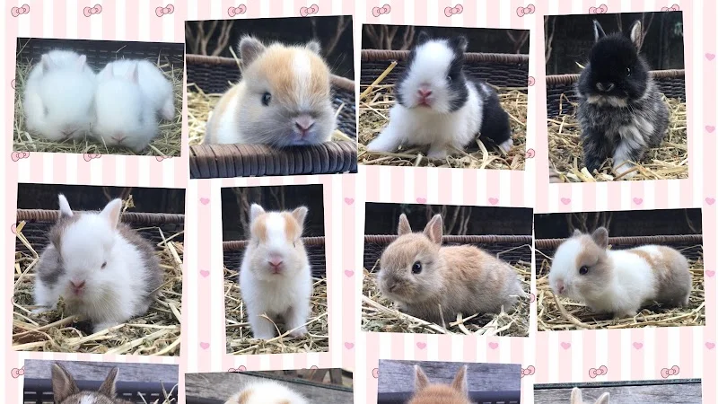 兔兵團寵物繁殖場