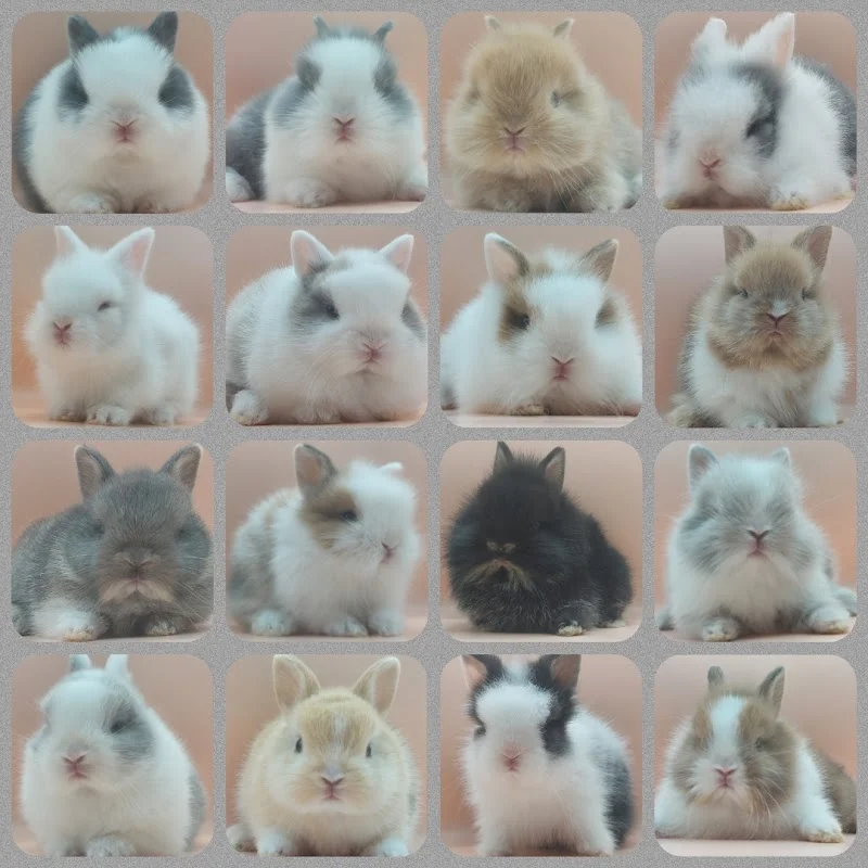 兔兵團寵物繁殖場