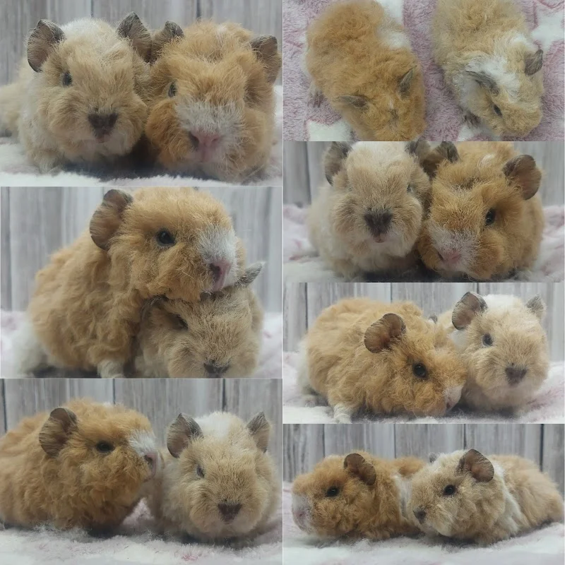 兔兵團寵物繁殖場