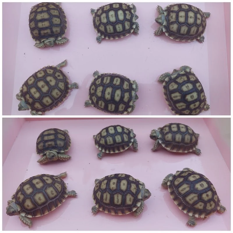 兔兵團寵物繁殖場