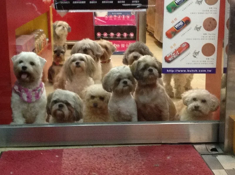 年糕姐的寵物店