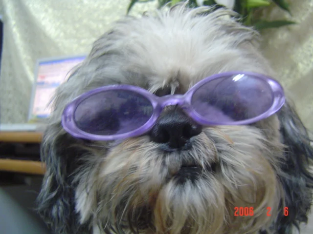 年糕姐的寵物店