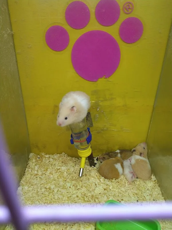 年糕姐的寵物店