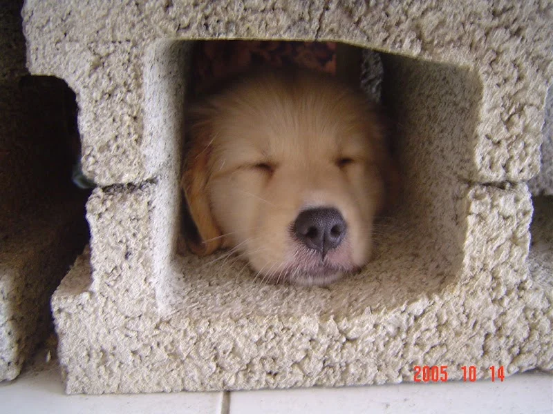 年糕姐的寵物店