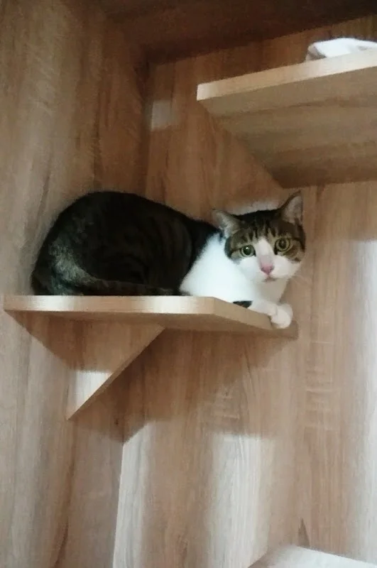 貓星股份有限公司