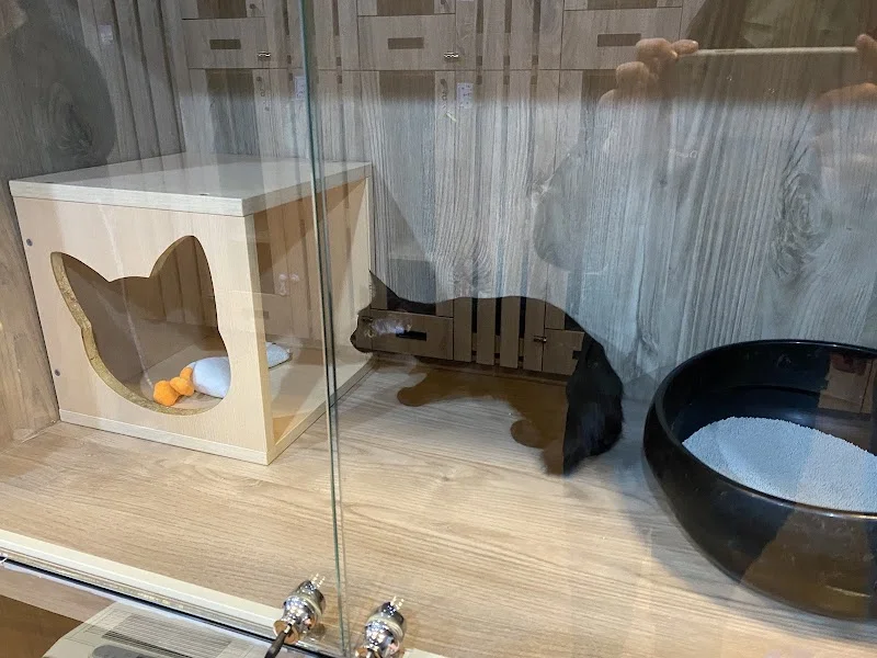 貓星股份有限公司