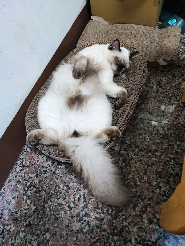 翊翊貓舍