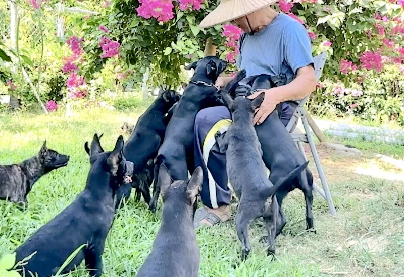 內門內豐台灣犬