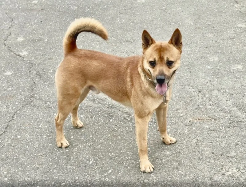 內門內豐台灣犬