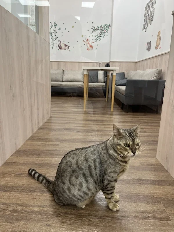 貓奴的夢想世界企業社