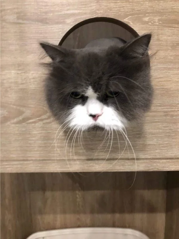 喵仔厝精品貓生活館