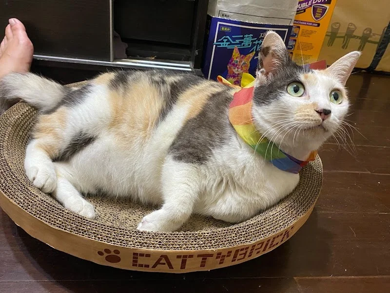 喵仔厝精品貓生活館