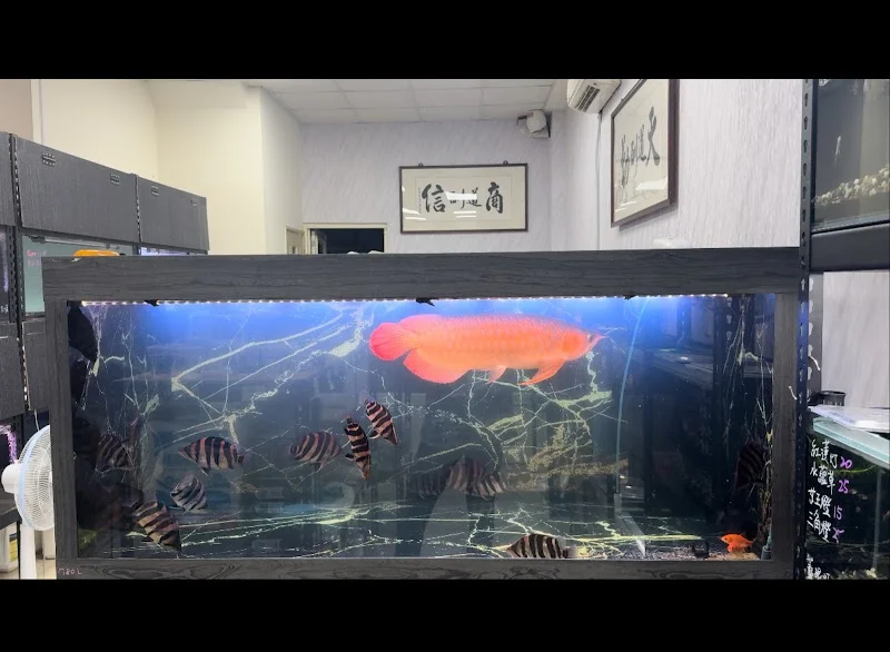 親龍水族企業社