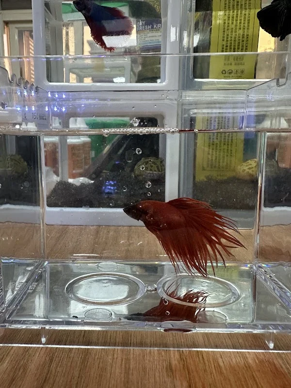 親龍水族企業社