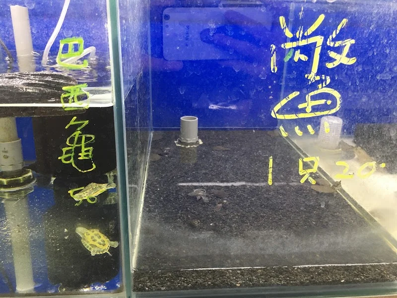 彩虹魚寵物水族百貨館