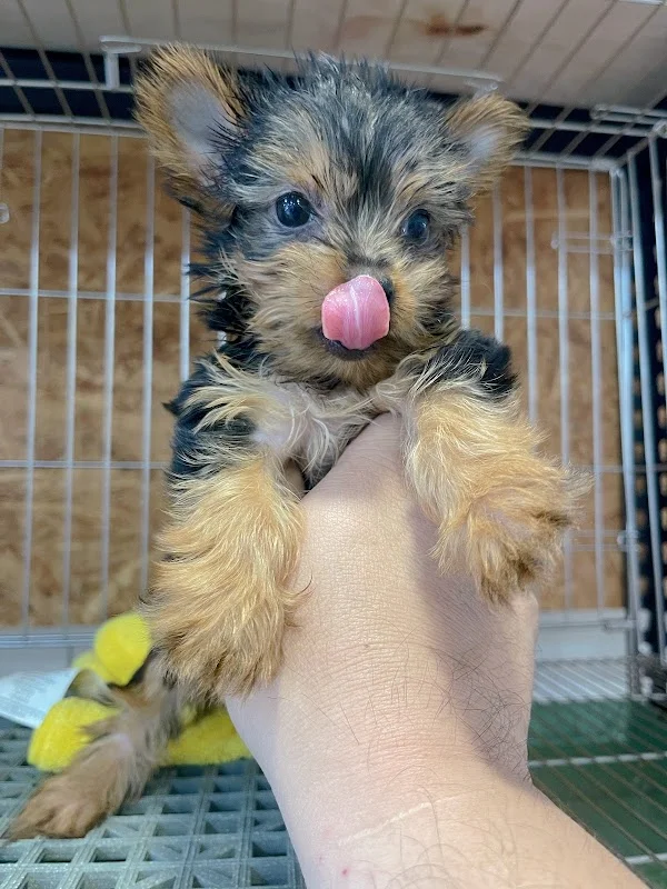 布魯托犬貓旗艦館