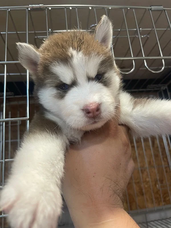 布魯托犬貓旗艦館