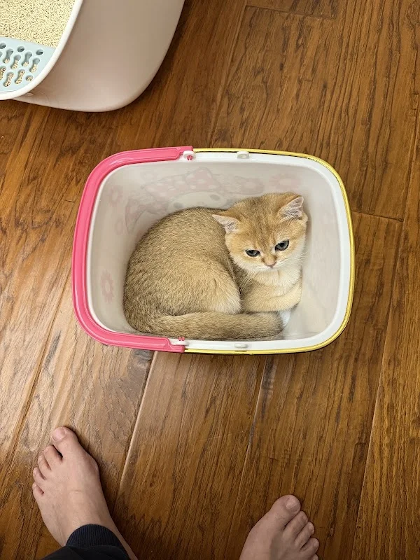新時代動物醫院