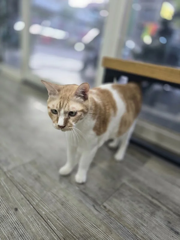 守護動物醫院